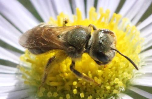 Seladonia subaurata